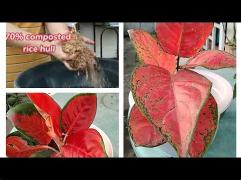 Potting Mix Aglaonema Plant Care Youtube