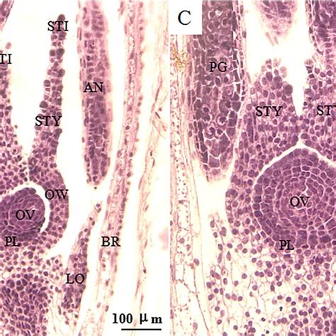 The ovary structure of KB-GN. OVA, ovary; STI, stigma; STY, stylus; AN ...