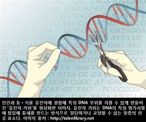 안전성·생명윤리 논란 크리스토퍼 유전자가위