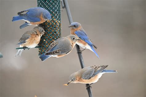 Bluebirds Love Mealworms - FeederWatch