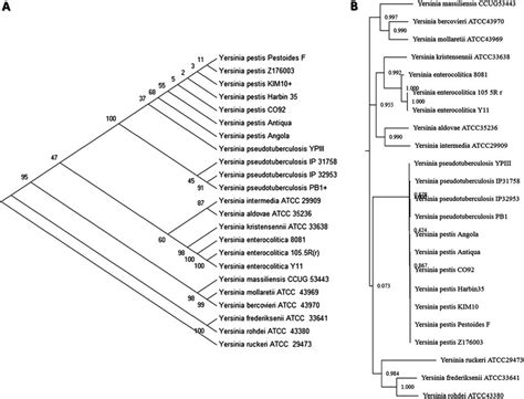 Comparison Of Phylogenetic Trees Constructed From Gyrb Gene Sequences