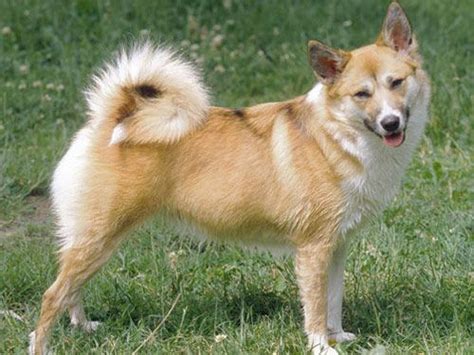 Icelandic Sheepdog Icelandic Sheepdog Dog Icelandic Sheepdog Low