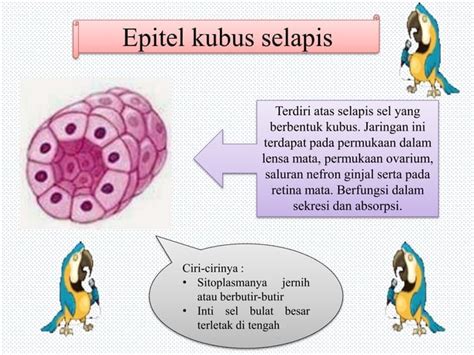 STRUKTUR DAN JARINGAN HEWAN PPT