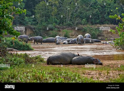 Hipopótamos Hippopotamus Amphibius Ishasha Sector El Parque Nacional