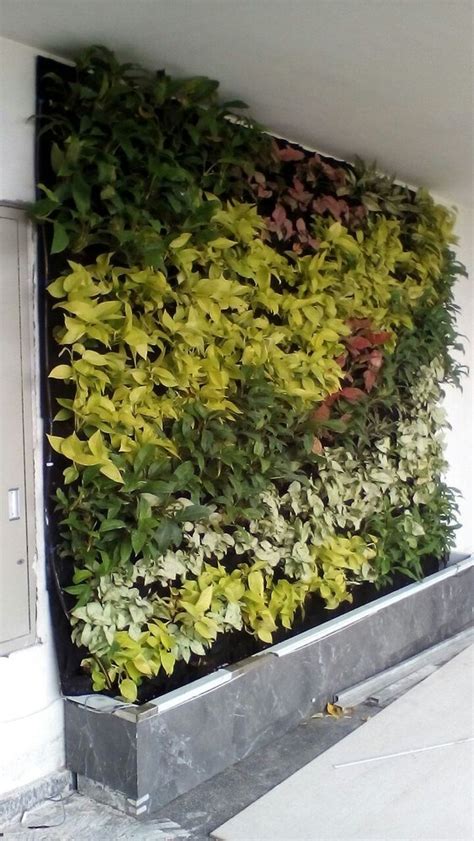 Vertical Gardening Green Wall At Rs Square Feet Green Walls In