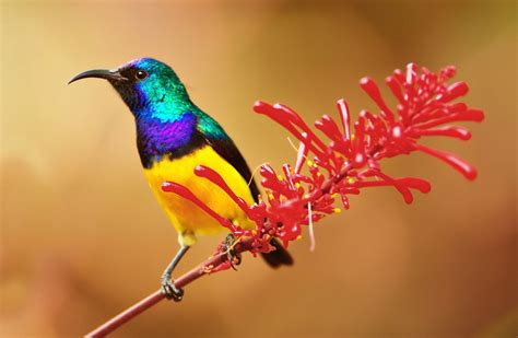 Sunbird Facts (Family Nectariniidae)