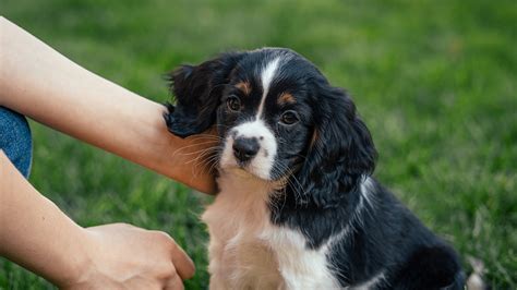 What Is A Cockalier? » Cockalier Pups