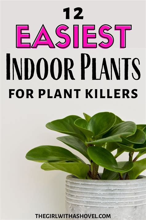 10 Easy Hard To Kill Houseplants Plants Easy Indoor Plants Indoor