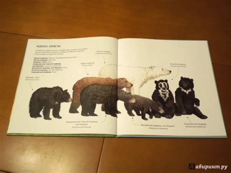 Книга: Животные в природе. Медведь - Ренне. Купить книгу, читать ...