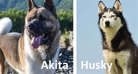 Akita Husky Dogs Breeds Characteristics, Care Requirements, And Traits ...