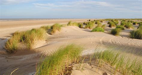 Características De Las Dunas Incipientes En Punta Rasa Se Puede