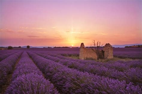 Provence Lavender Fields A Photographer S Guide To Valensole France