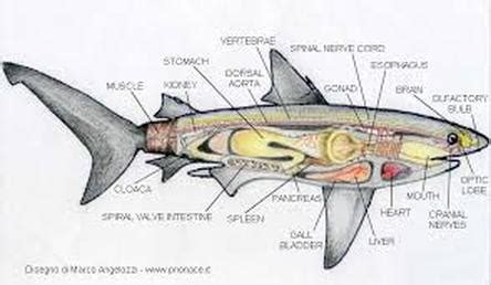 Circulatory System - | Bull shark