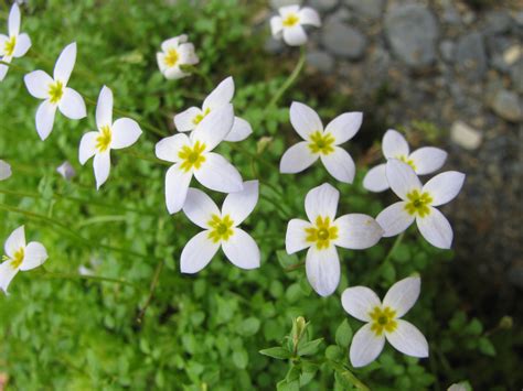 Bluets Flower Facts | Best Flower Site