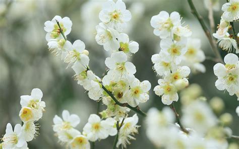 White Cherry Blossom Wallpapers - Wallpaper Cave