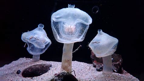 神秘海怪状生物现身海底，身体半透明，巨型嘴巴仿佛要吞噬一切高清1080p在线观看平台腾讯视频