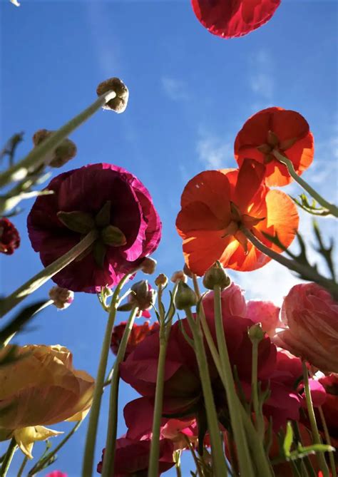 The Carlsbad Flower Fields Complete Guide - This Rare Earth