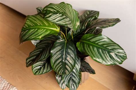 How To Grow And Care For Calathea Ornata