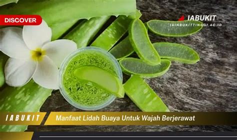 Manfaat Lidah Buaya Untuk Wajah Berjerawat Yang Wajib Diintip E Jurnal