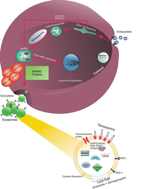 Exo Biogenesis And Abscission Mechanisms Early Endosomes Are Generated