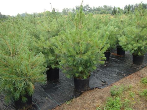 Conifer Trees Pinus Strobus White Pine Upper Michigan Seed