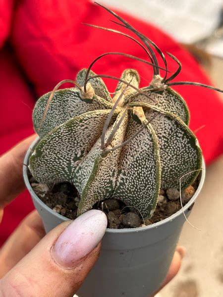 Astrophytum Capricorne V Niveum Kaktusy Astrophytum Kaktusy