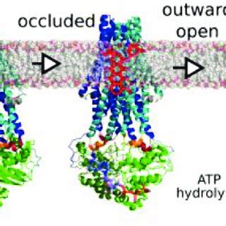 Mechanistic Models Of Substrate Transport And Atp Hydrolysis For Abc