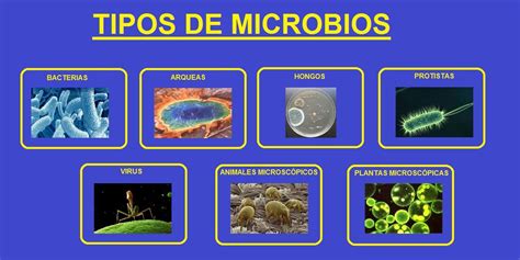 Los Microbios Areaciencias