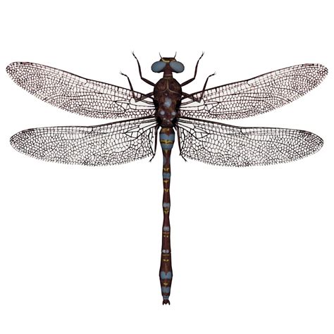 Dragonfly Free Stock Photo - Public Domain Pictures | Dragonfly images ...