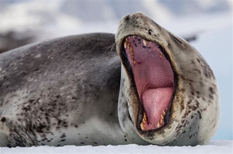 500px Blog » » A Nat Geo Photographer’s Incredible Encounter with One of Antarctica’s Most ...