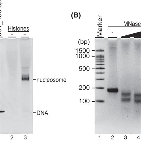 Reconstituted Nucleosomes A Assembled And Purified Nucleosomes Were