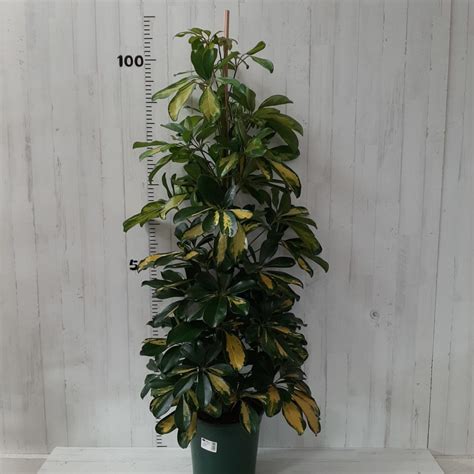 Schefflera Arboricola Pe Isverd Garden Center