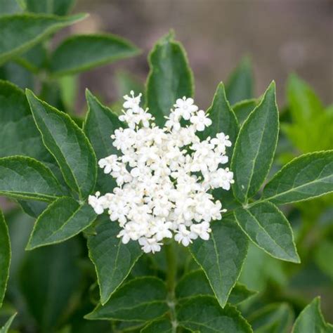 Sambucus Nigra Var Albida Ou Albida Sureau Noir Aux Baies Blanches