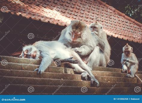 Monkeys On A Temple Roof In The Monkey Forest Ubud Bali Indonesia