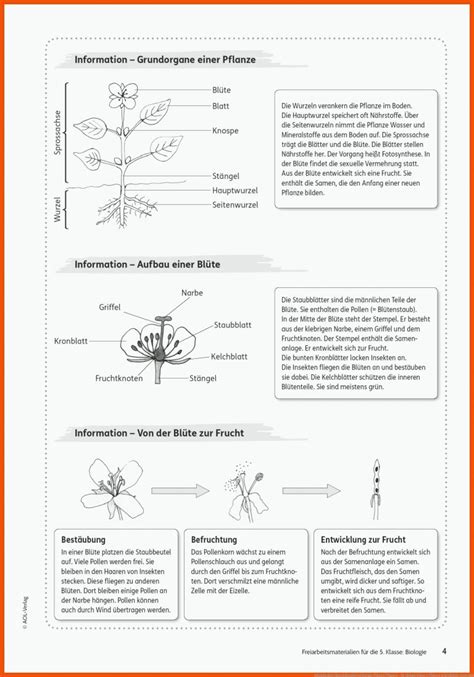 Biologie Klasse 6 Pflanzen Arbeitsblätter Kostenlos Biologie