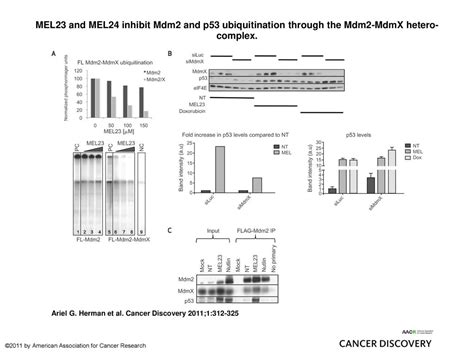 Mel And Mel Inhibit Mdm And P Ubiquitination Through The Mdm