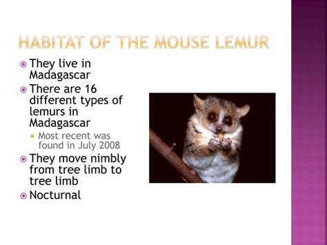 PPT - Mouse Lemur PowerPoint Presentation, free download - ID:2062162