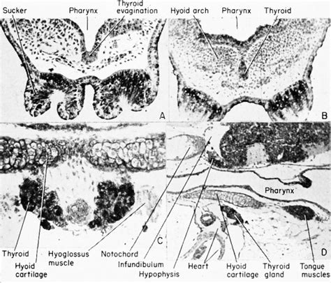 Book The Frog Its Reproduction And Development 12 Embryology