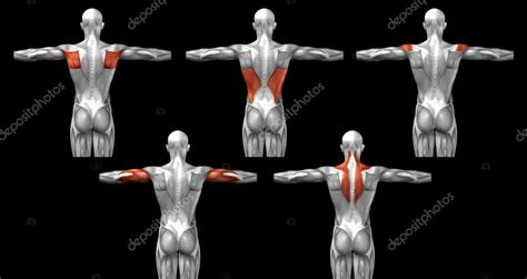 Back human anatomy Stock Photo by ©design36 123092696