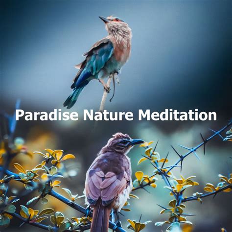 Relax With The Birds M Sica E Letra De Relax Meditation Sleep Spotify