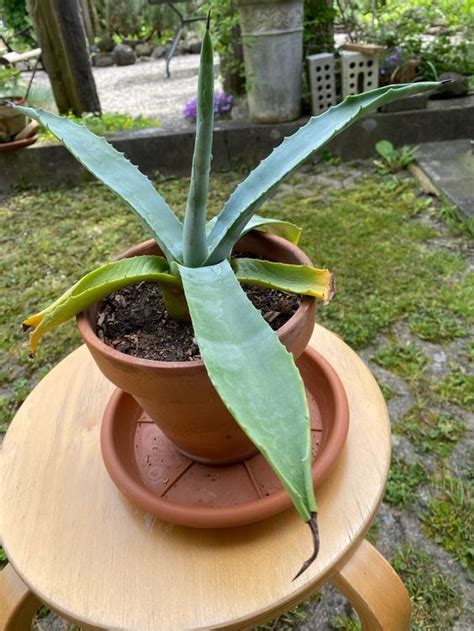 Agave Americana Ca Cm Hoch Kaufen Auf Ricardo