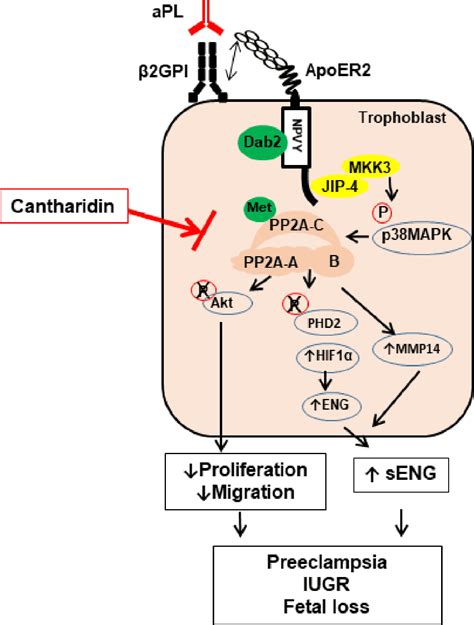 Protein Phosphatase 2a Activation Via Apoer2 In Trophoblasts Drives Preeclampsia In A Mouse