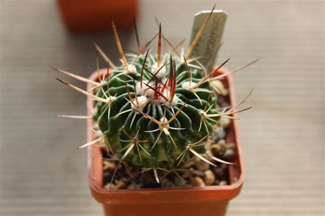 Stenocactus Violaciflorus Cactus Shop