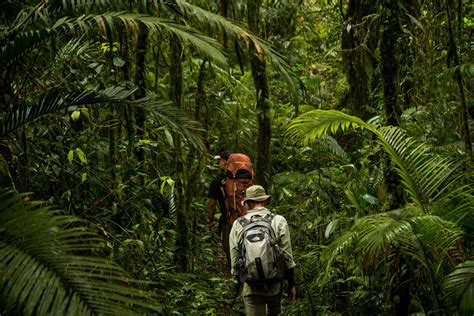 Sumatran Tiger Trek A Multi Day Jungle Trek In Sumatra Indonesia