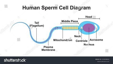 Scientific Designing Human Sperm Cell Diagram Stock Vector (Royalty ...