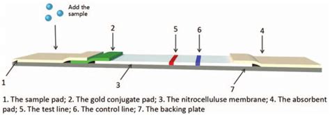 Schematic Of Immune Colloidal Gold Strip Production Download Scientific Diagram