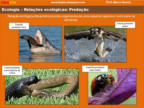 Faqbio Apoio Ao Estudo De Biologia Ficha Resumo Ecologia