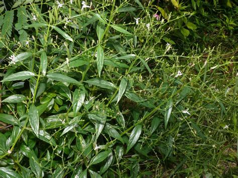 andrographis paniculata andrographis herb andrographis benefits