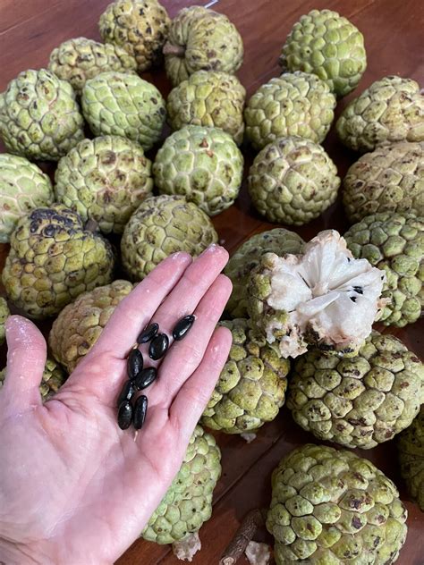 Sugar Apple Seeds Big Size Seeds. 20 Seeds. Ship in Moss. - Etsy