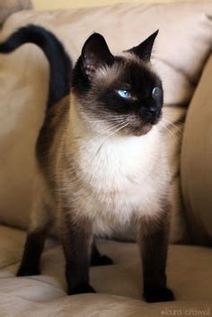 Siamese Cats ☆ - Siamese Cats Photo (35379659) - Fanpop